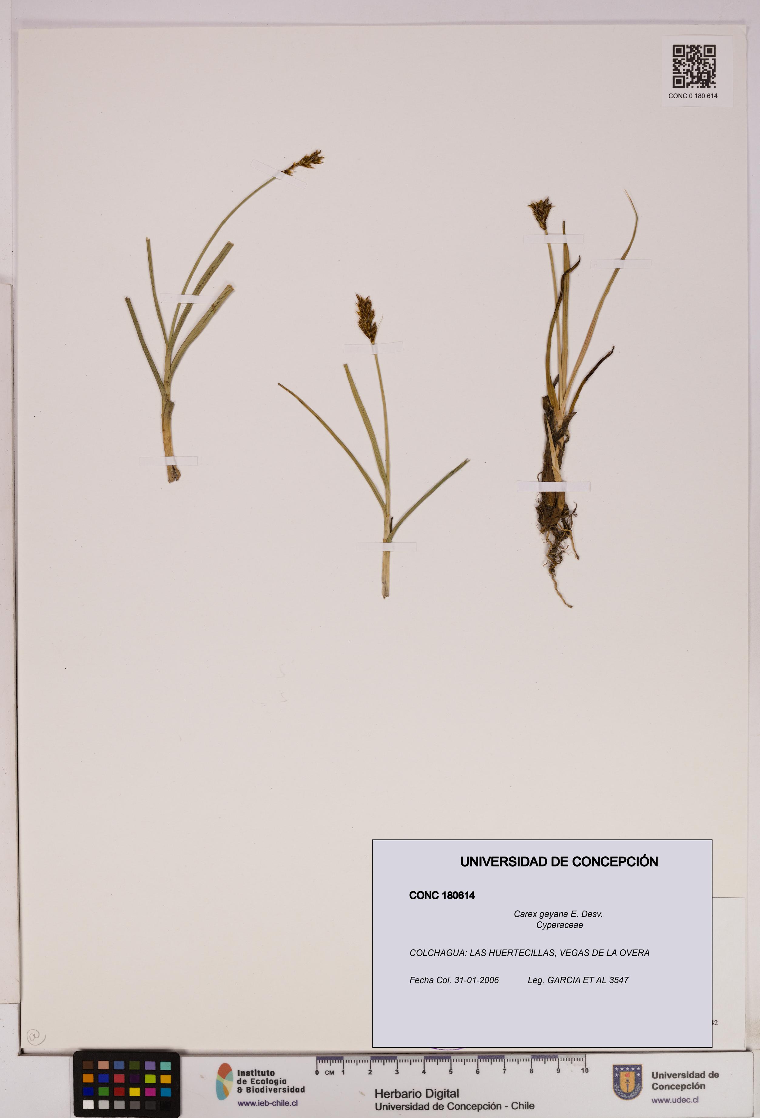 Carex gayana [Espécimen: UDEC:CONC:0180614]