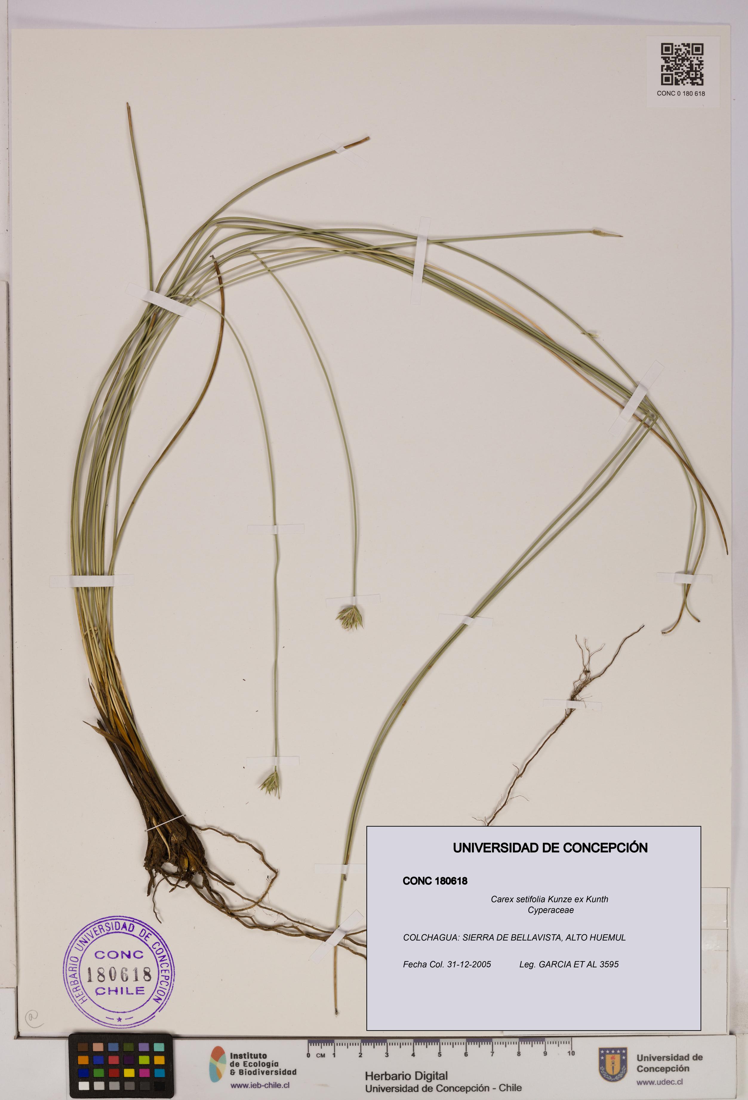 Carex setifolia [Espécimen: UDEC:CONC:0180618]