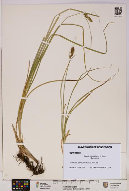 Carex bracteosa [Espécimen: UDEC:CONC:0180619]