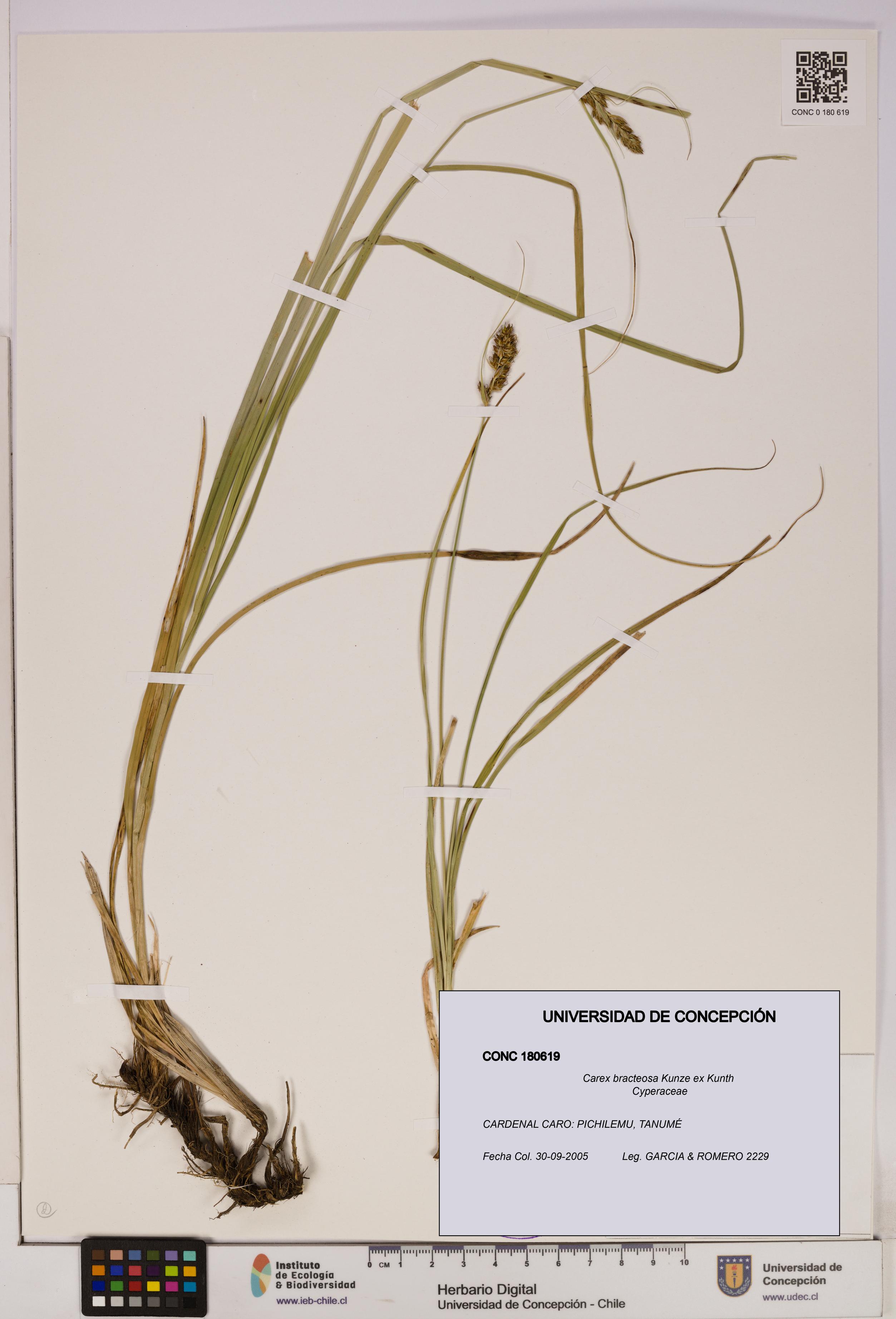 Carex bracteosa [Espécimen: UDEC:CONC:0180619]