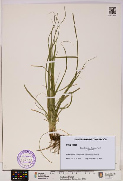 Carex bracteosa [Espécimen: UDEC:CONC:0180620]