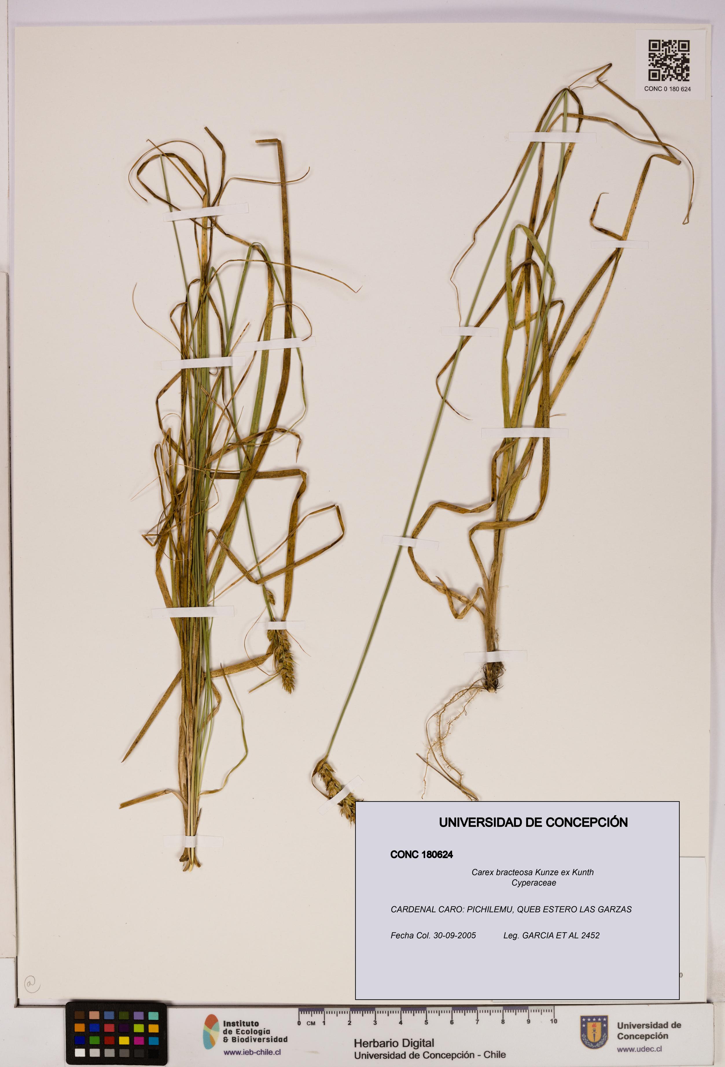 Carex bracteosa [Espécimen: UDEC:CONC:0180624]