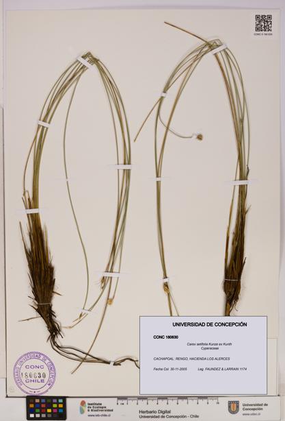 Carex setifolia [Espécimen: UDEC:CONC:0180630]