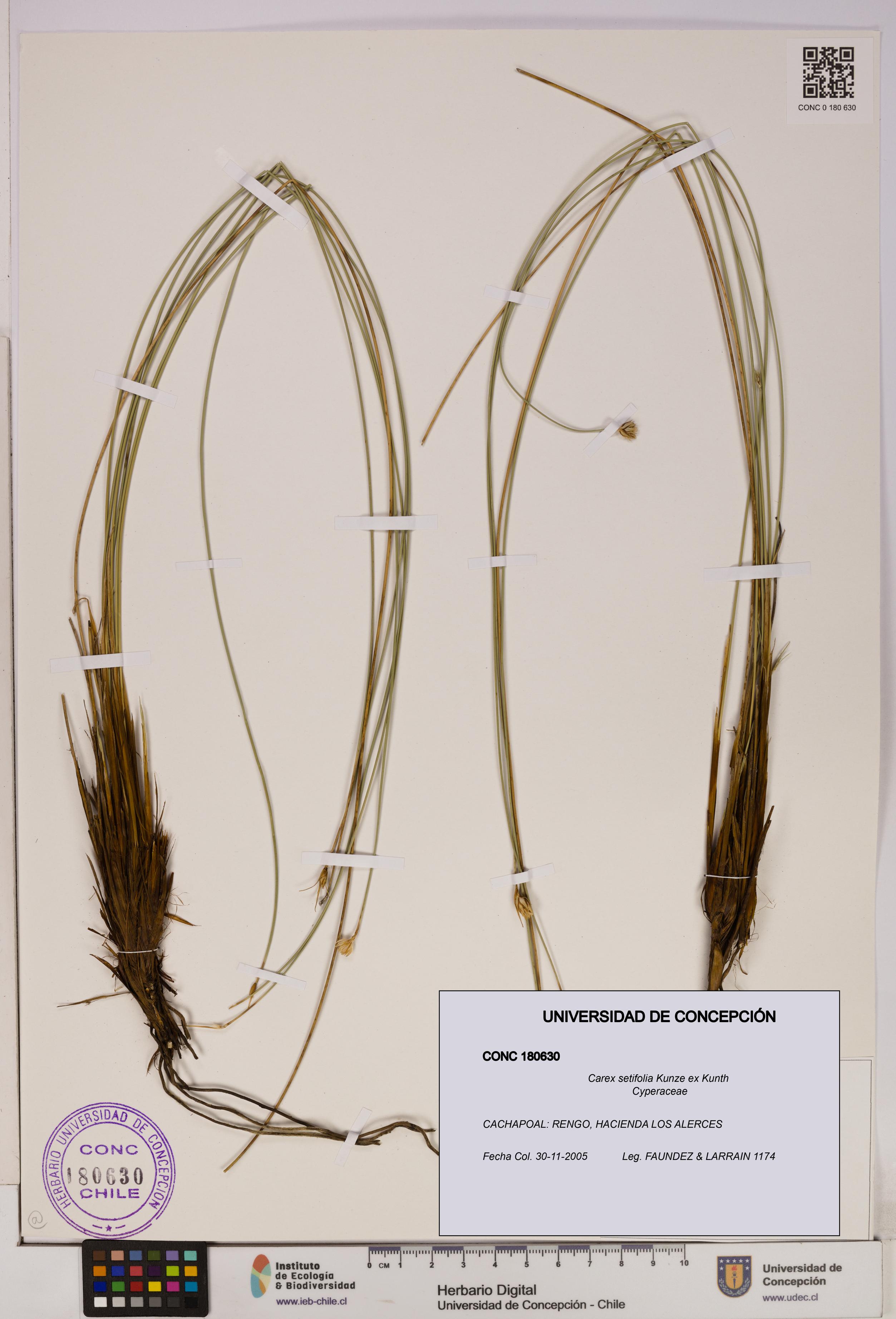 Carex setifolia [Espécimen: UDEC:CONC:0180630]