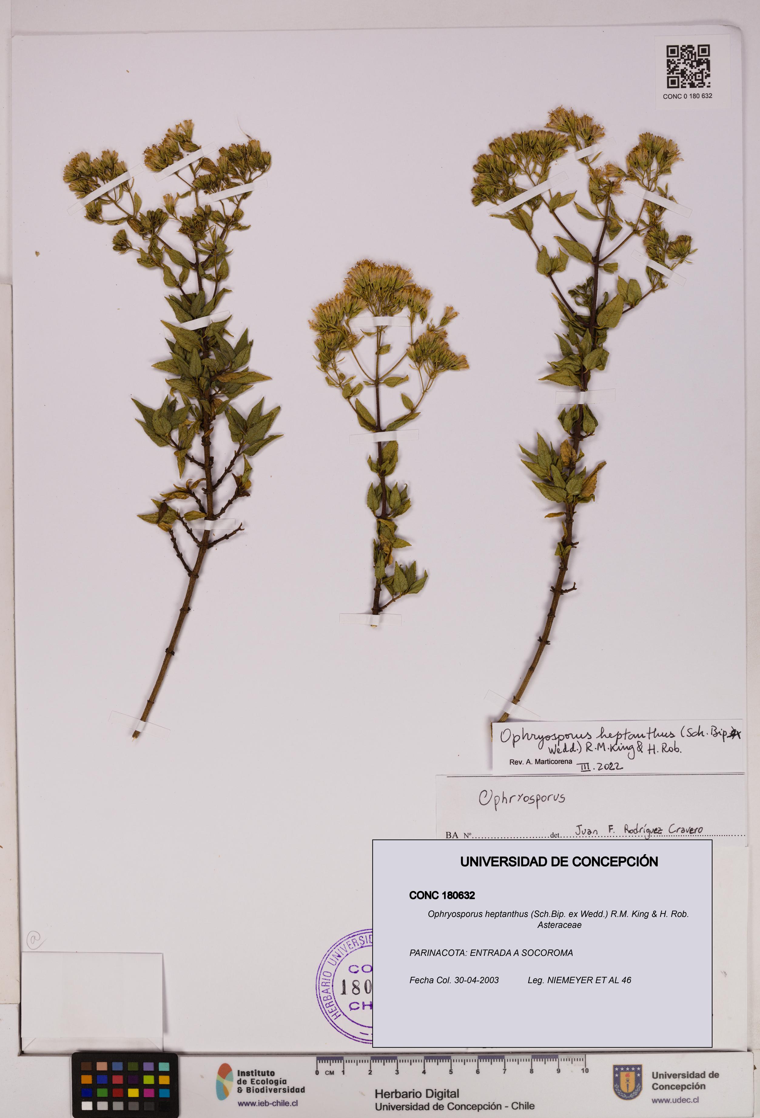 Ophryosporus heptanthus [Espécimen: UDEC:CONC:0180632]