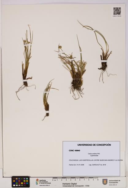 Carex andina [Espécimen: UDEC:CONC:0180640]