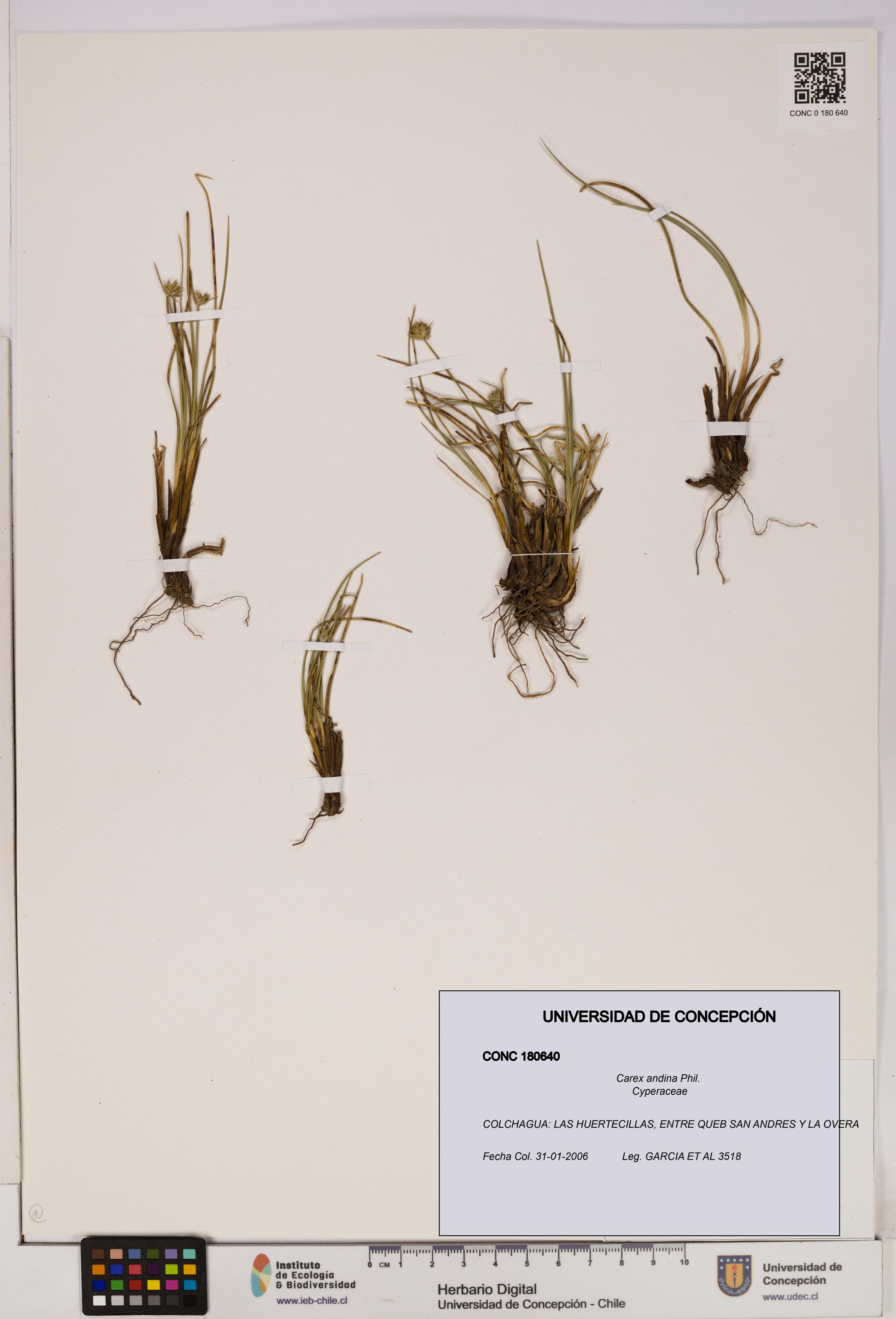 Carex andina [Espécimen: UDEC:CONC:0180640]