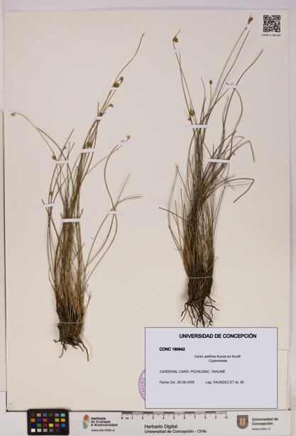 Carex setifolia [Espécimen: UDEC:CONC:0180642]