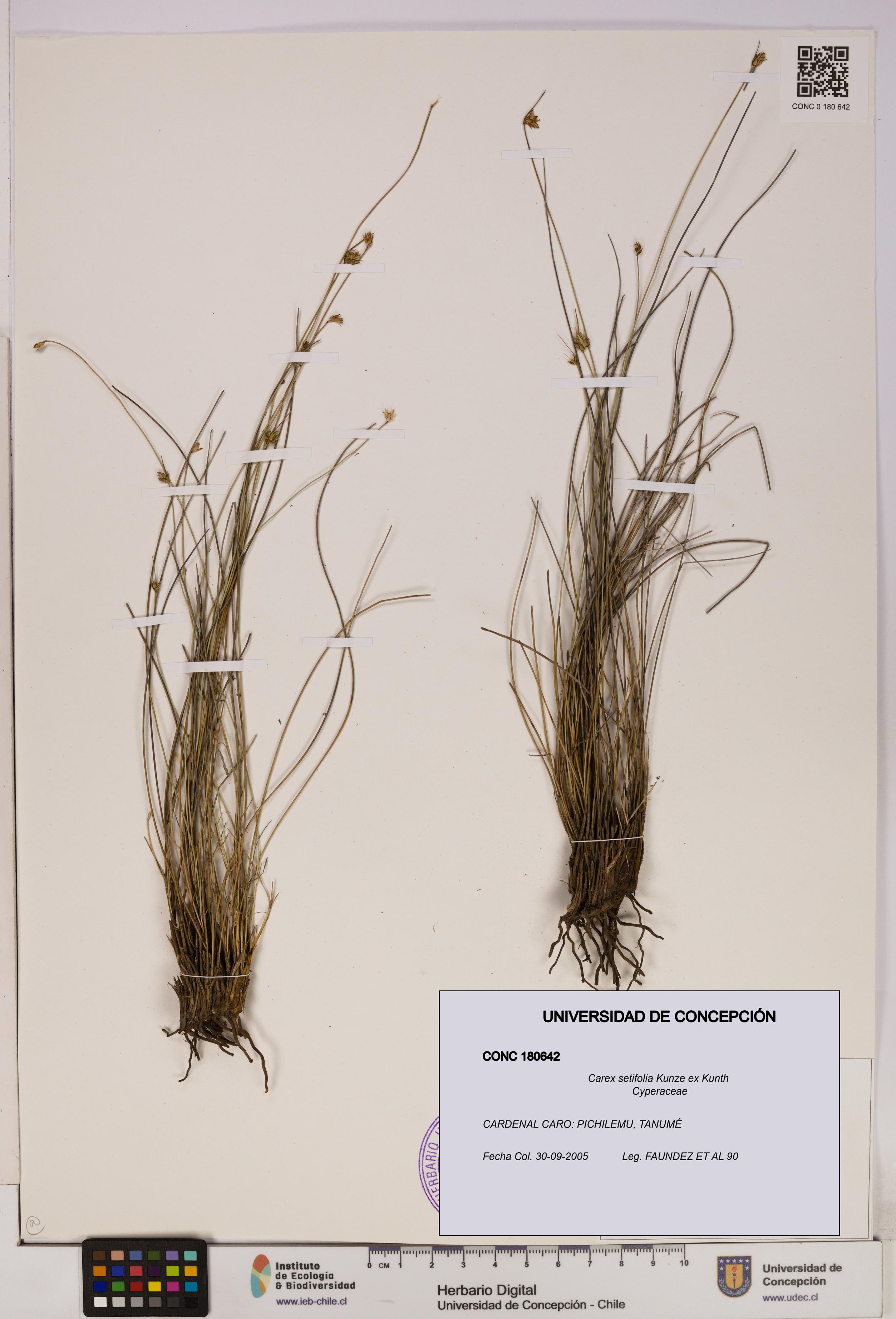 Carex setifolia [Espécimen: UDEC:CONC:0180642]