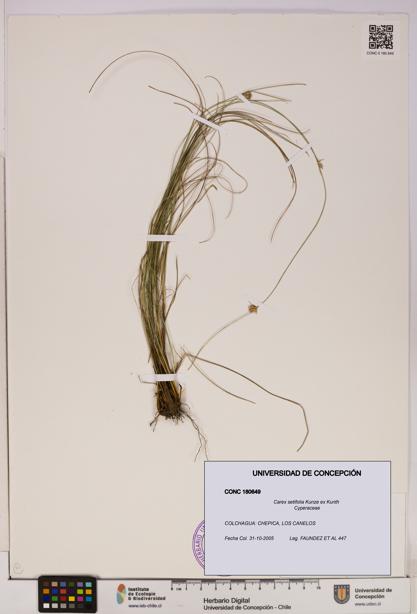 Carex setifolia [Espécimen: UDEC:CONC:0180649]