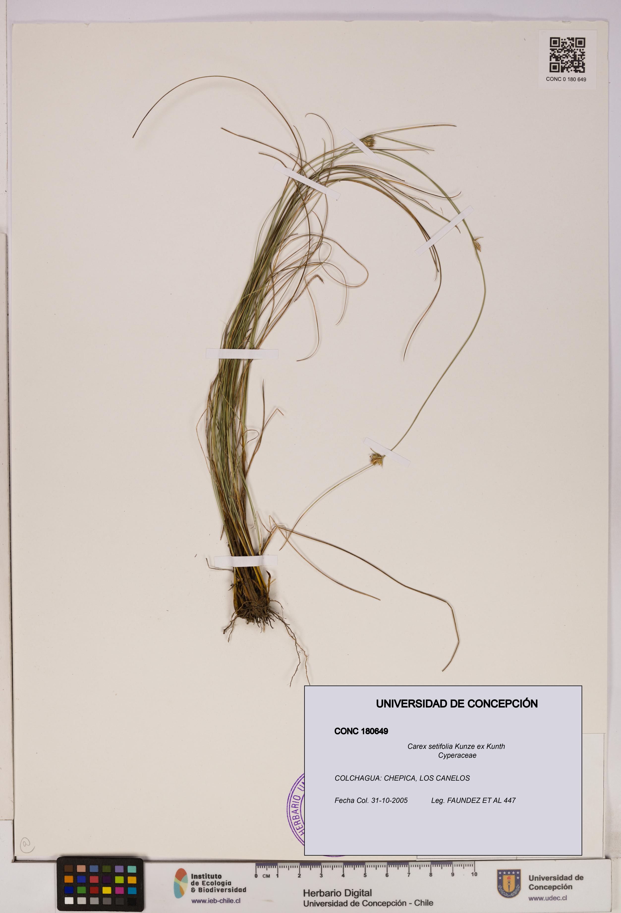 Carex setifolia [Espécimen: UDEC:CONC:0180649]