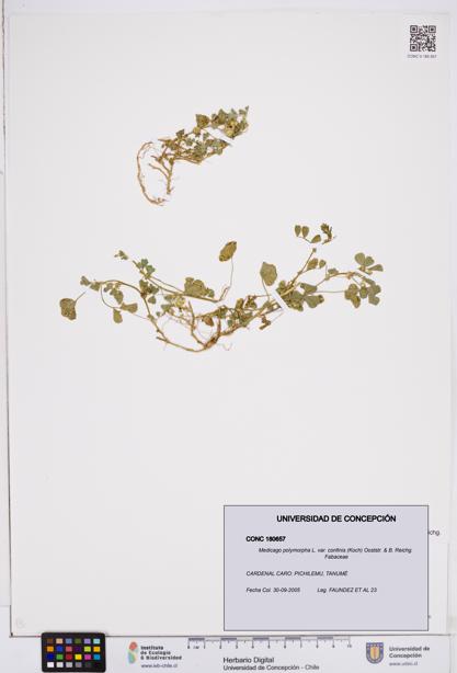 Medicago polymorpha var. confinis [Espécimen: ]
