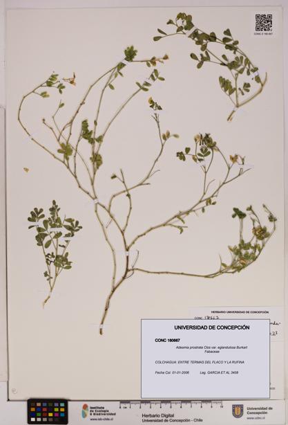 Adesmia prostrata var. eglandulosa [Espécimen: UDEC:CONC:0180667]