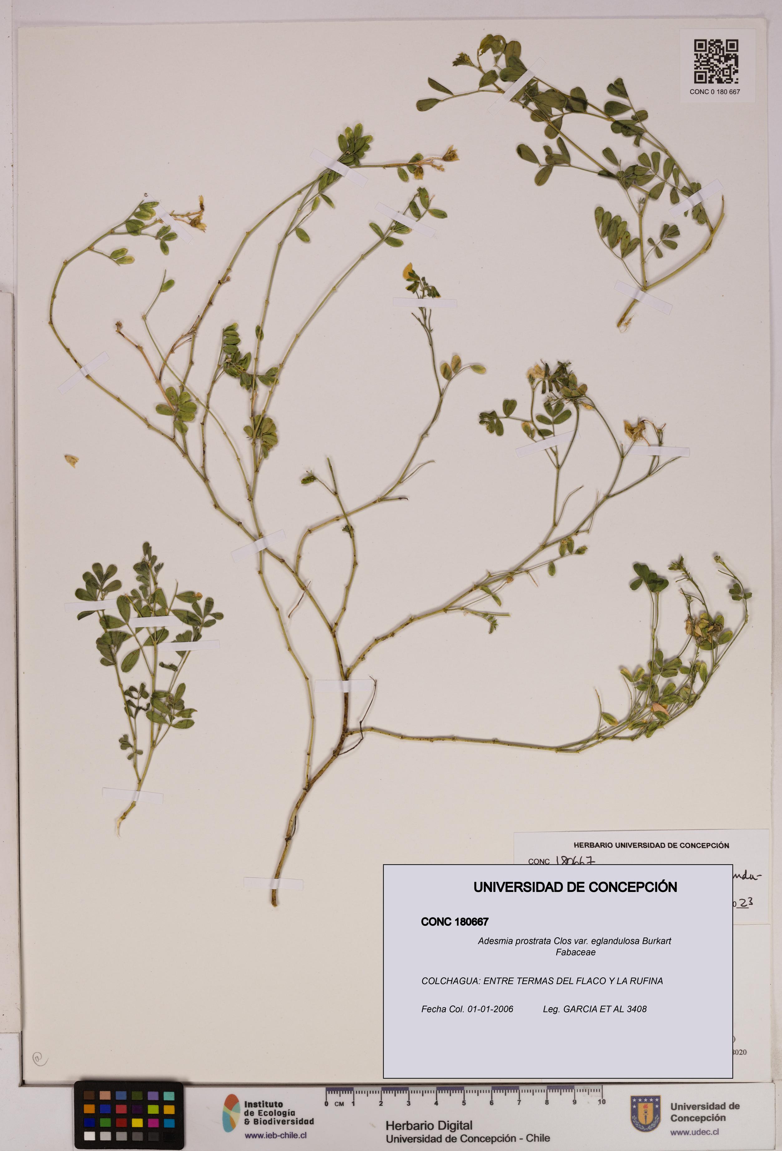 Adesmia prostrata var. eglandulosa [Espécimen: UDEC:CONC:0180667]