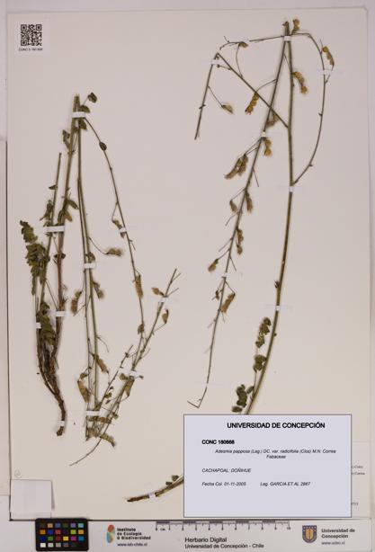 Adesmia papposa var. radicifolia [Espécimen: UDEC:CONC:0180668]