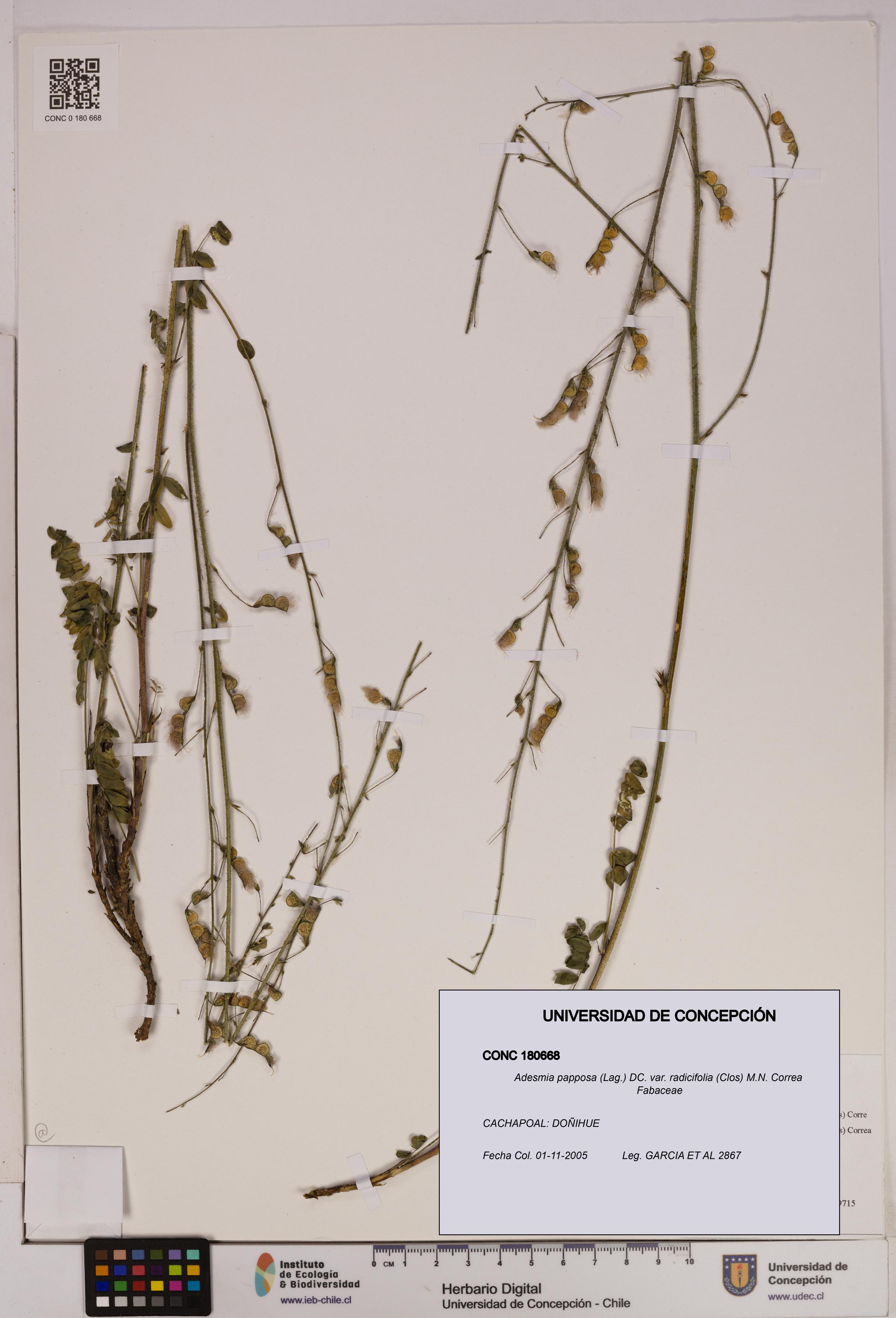 Adesmia papposa var. radicifolia [Espécimen: UDEC:CONC:0180668]