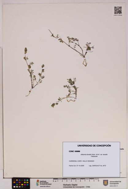 Adesmia tenella var. tenella [Espécimen: UDEC:CONC:0180669]