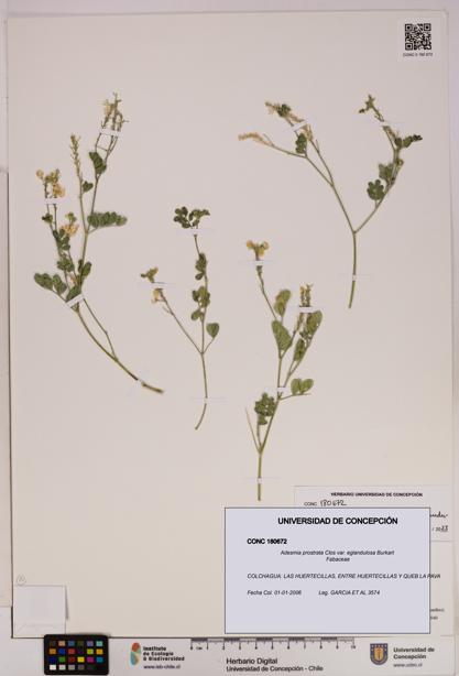 Adesmia prostrata var. eglandulosa [Espécimen: UDEC:CONC:0180672]