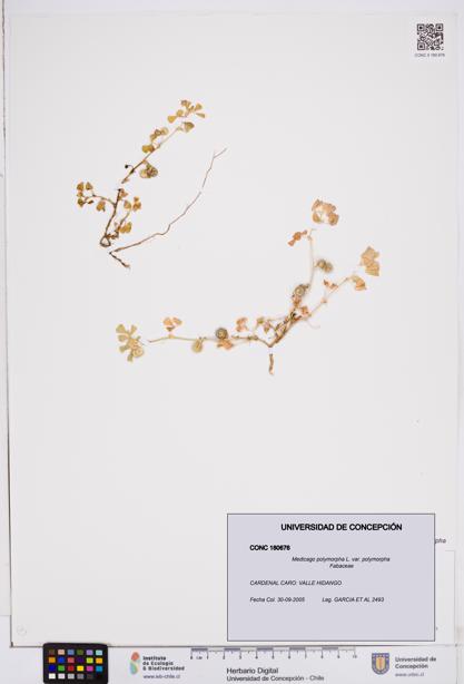 Medicago polymorpha var. polymorpha [Espécimen: ]