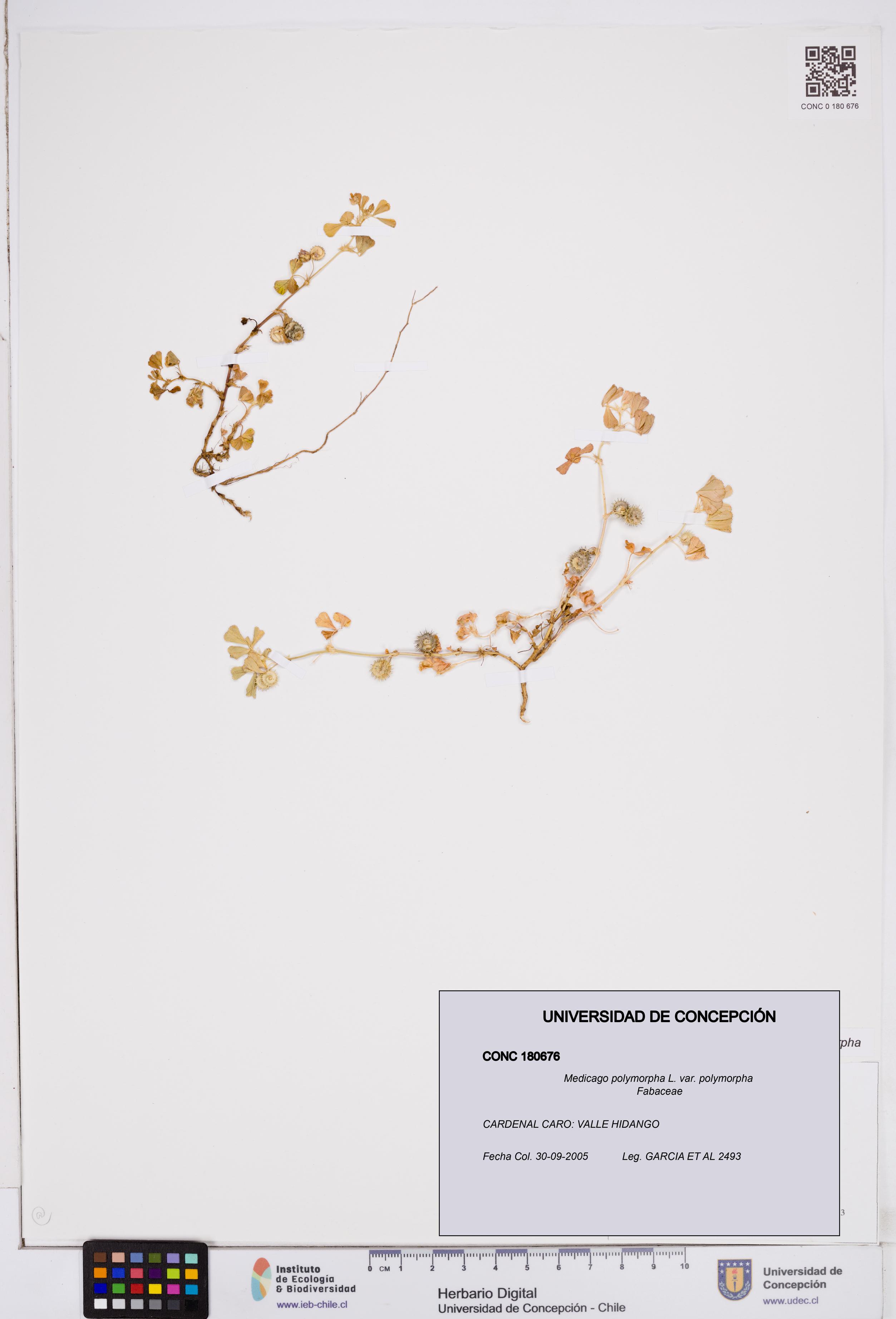 Medicago polymorpha var. polymorpha [Espécimen: ]