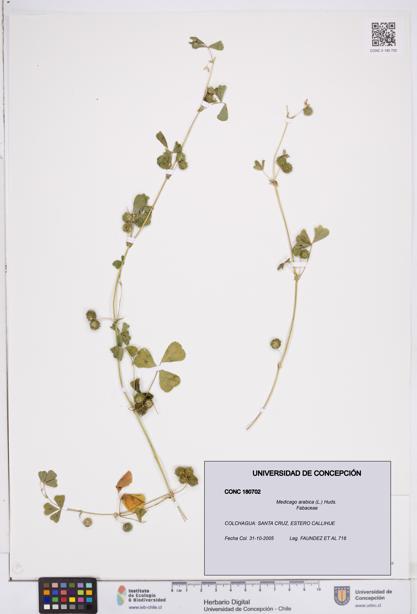 Medicago arabica [Espécimen: ]