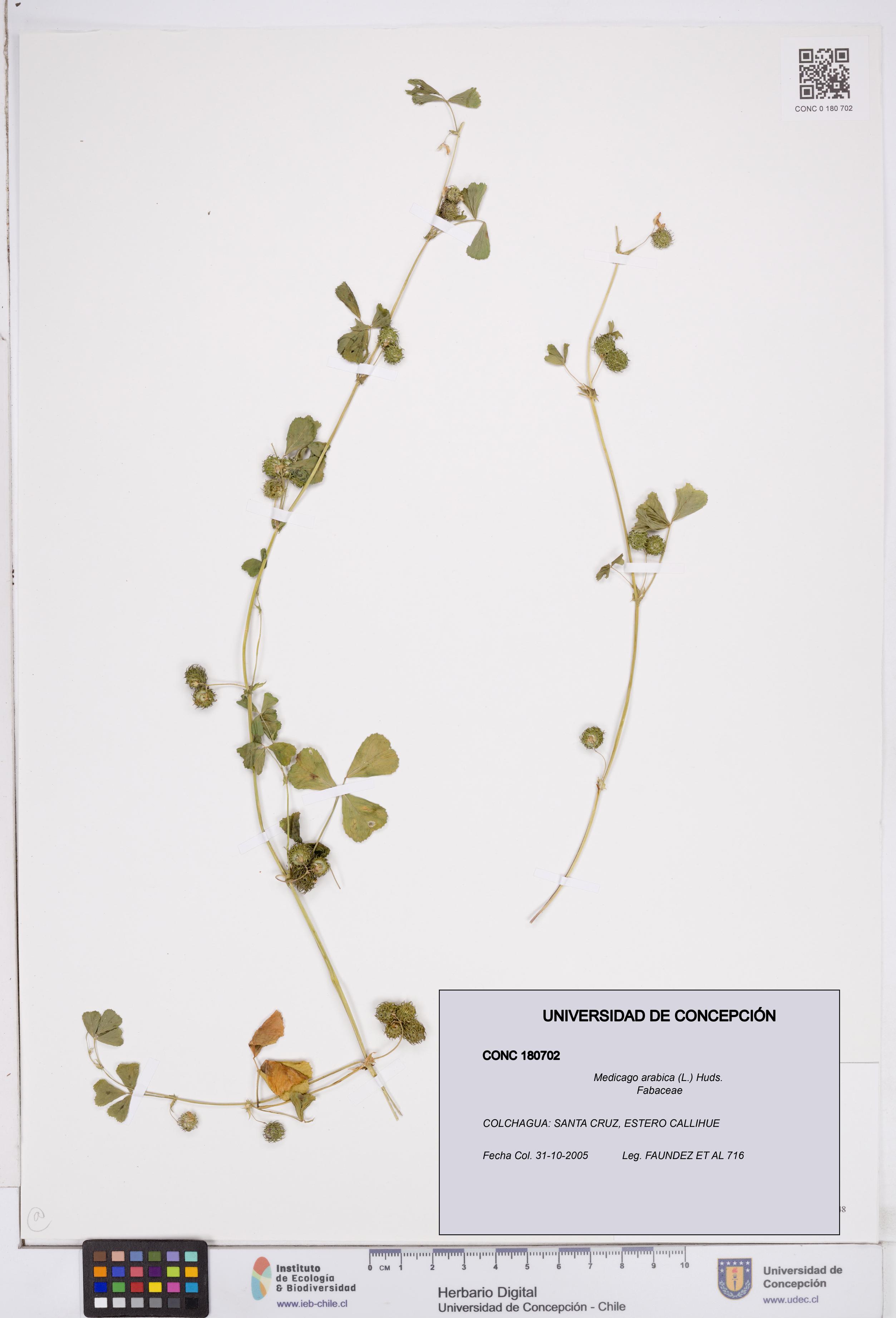 Medicago arabica [Espécimen: ]