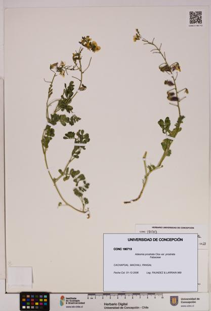 Adesmia prostrata var. prostrata [Espécimen: UDEC:CONC:0180713]