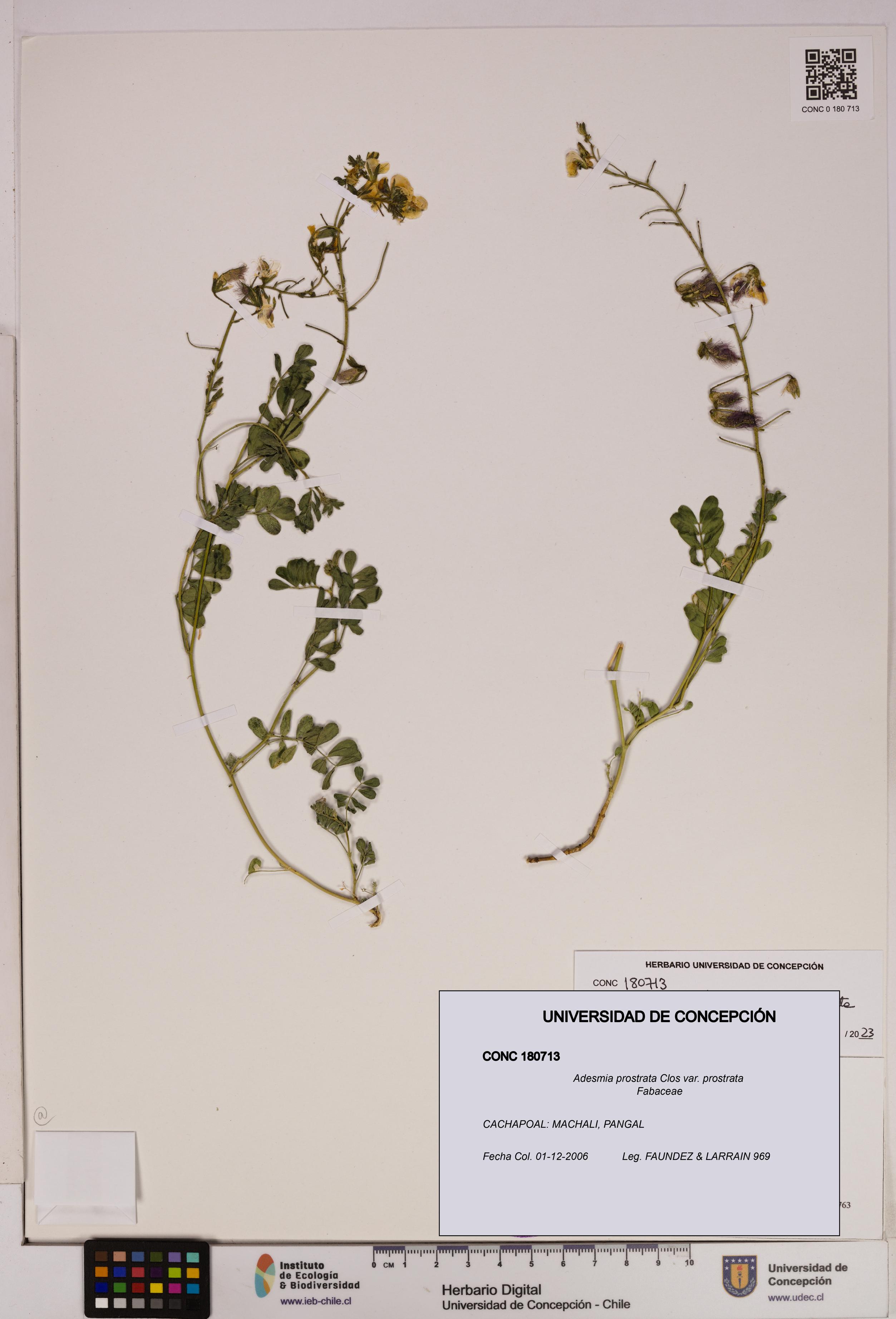 Adesmia prostrata var. prostrata [Espécimen: UDEC:CONC:0180713]