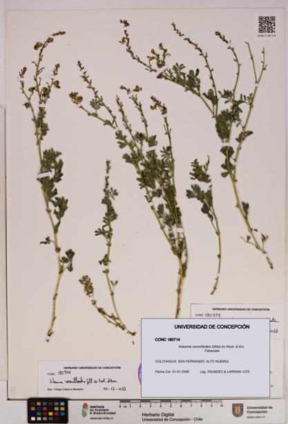 Adesmia coronilloides [Espécimen: UDEC:CONC:0180714]
