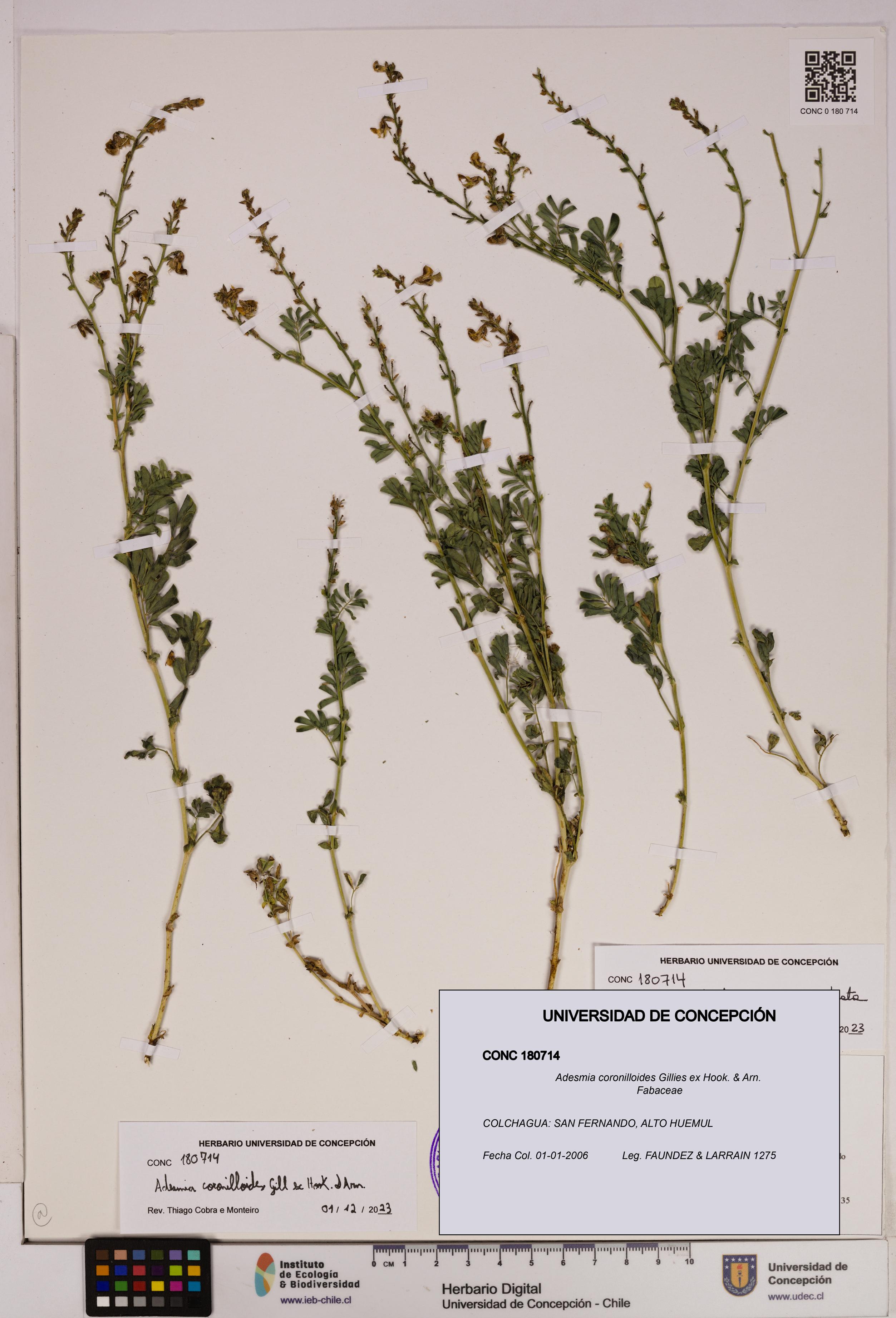 Adesmia coronilloides [Espécimen: UDEC:CONC:0180714]