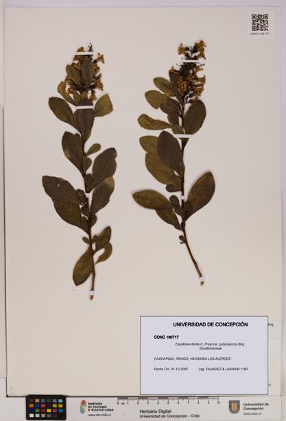 Escallonia illinita [Espécimen: UDEC:CONC:0180717]