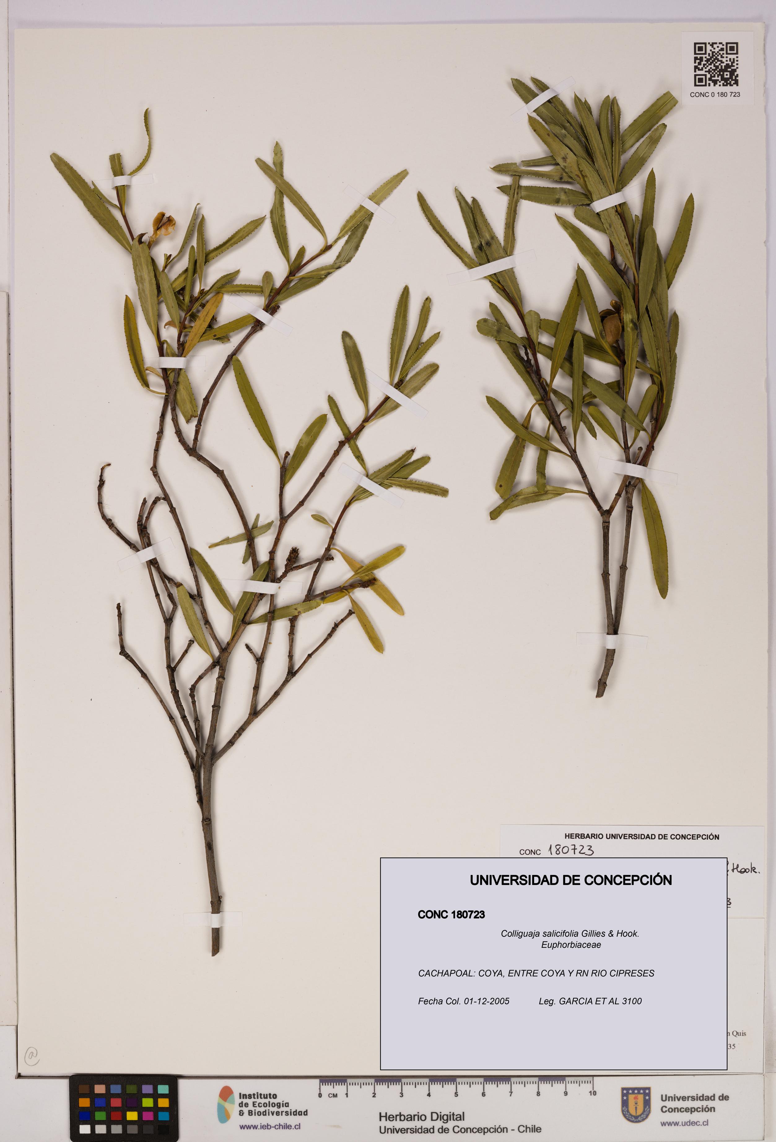 Colliguaja salicifolia [Espécimen: UDEC:CONC:0180723]