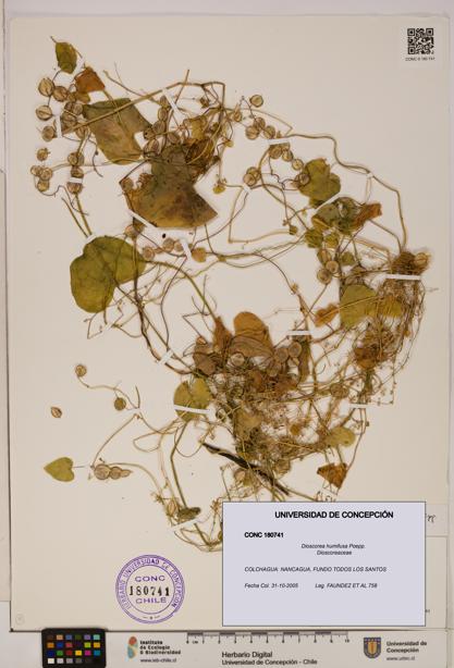 Dioscorea humifusa [Espécimen: ]