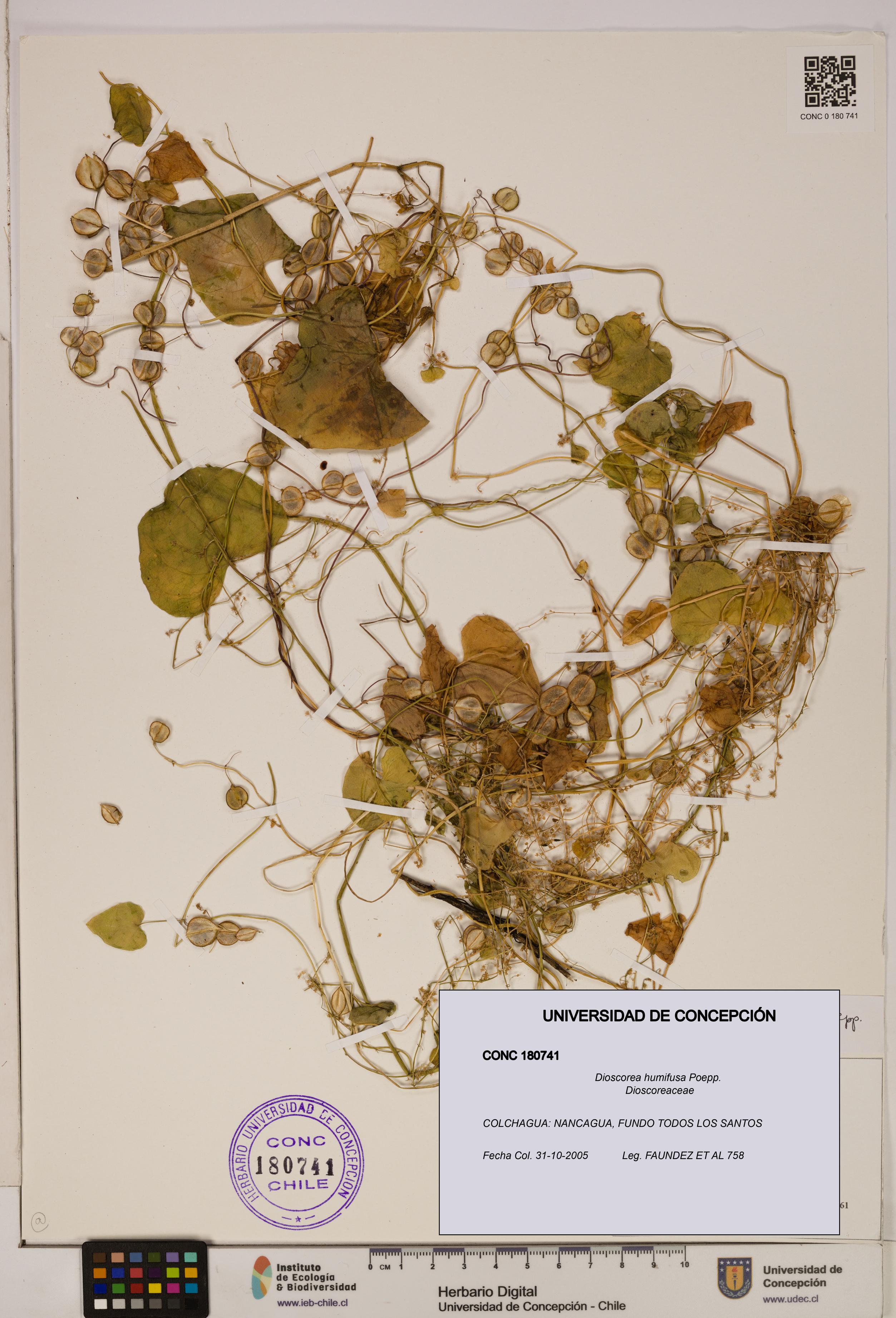Dioscorea humifusa [Espécimen: ]