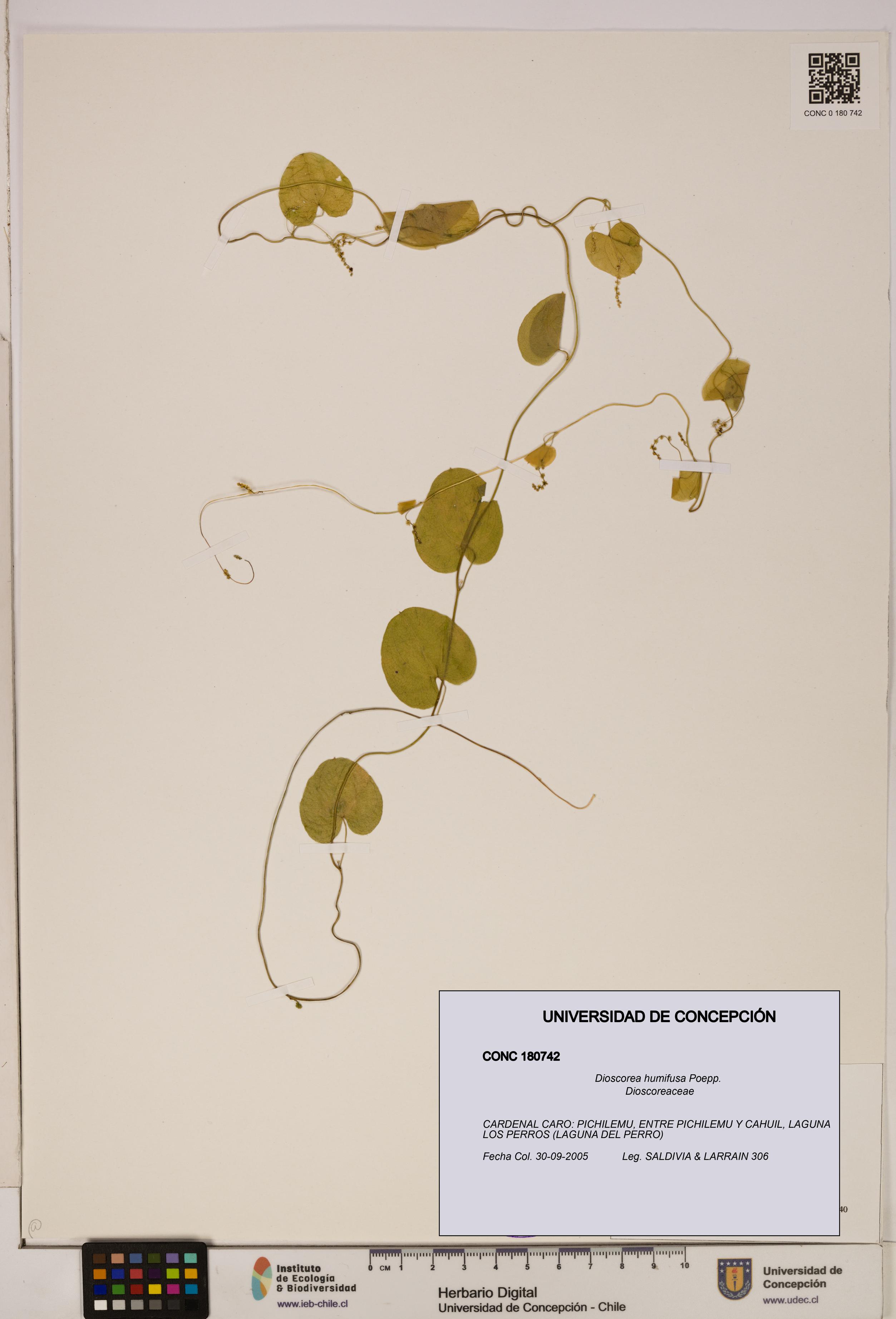 Dioscorea humifusa [Espécimen: ]