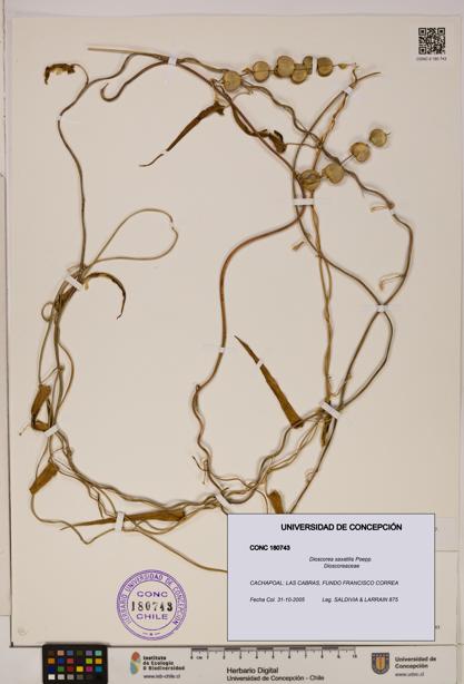 Dioscorea saxatilis [Espécimen: ]