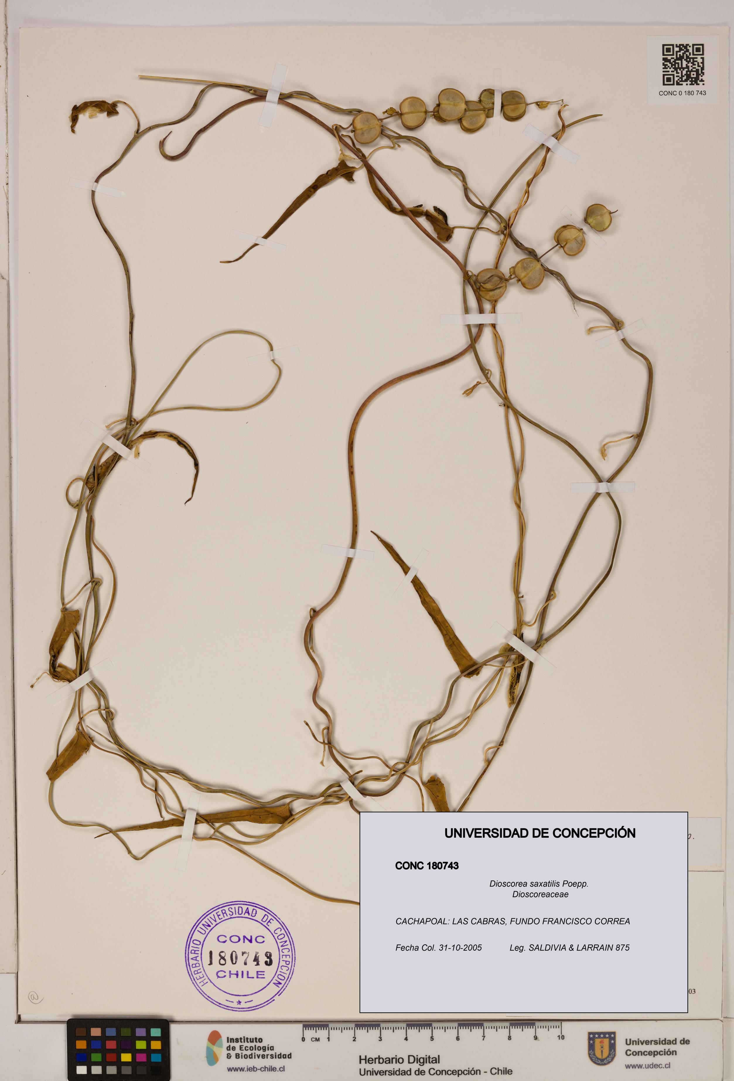 Dioscorea saxatilis [Espécimen: ]
