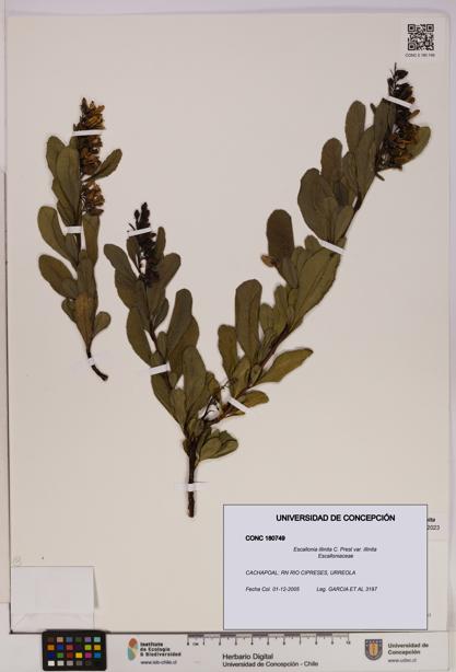 Escallonia illinita [Espécimen: UDEC:CONC:0180749]
