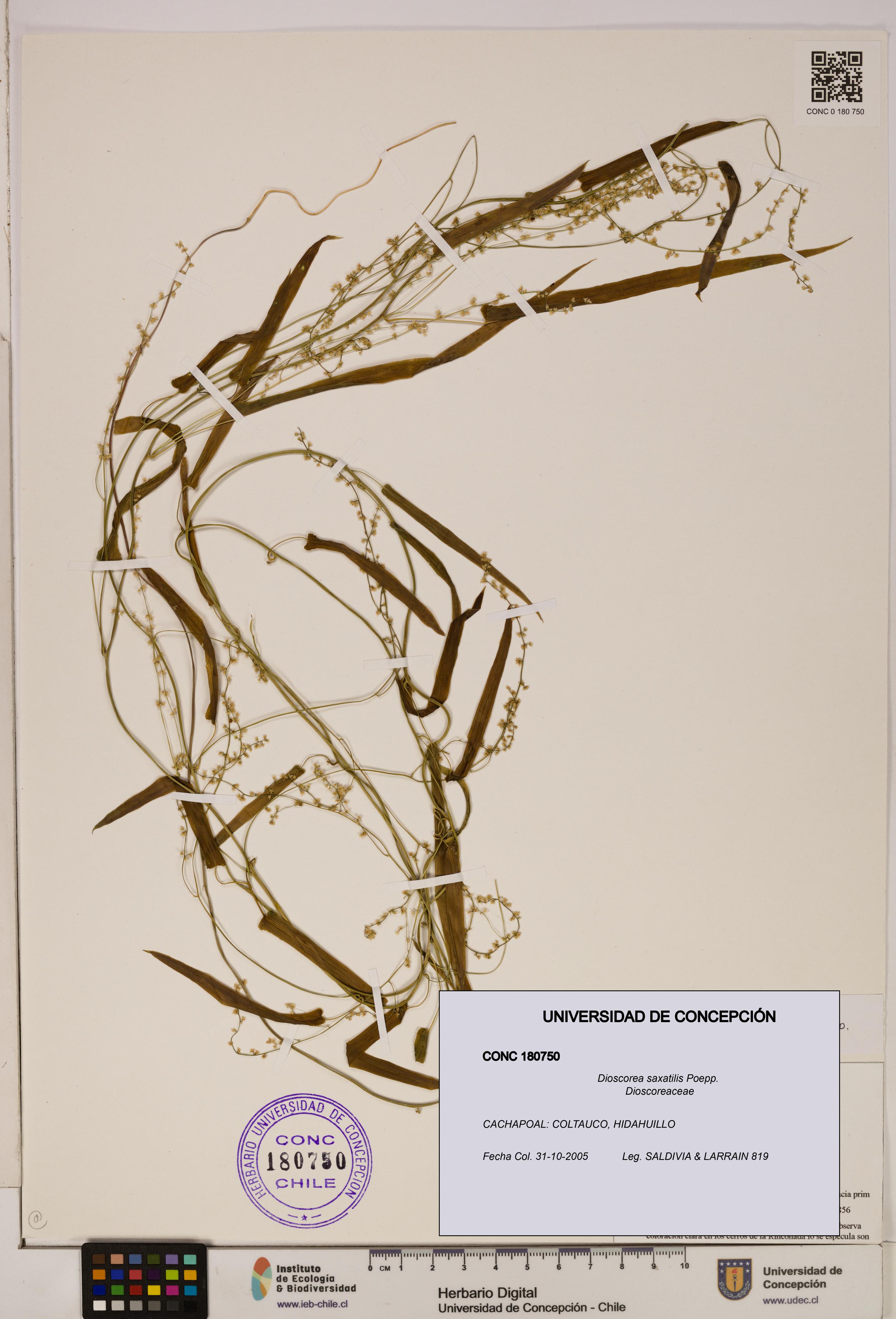 Dioscorea saxatilis [Espécimen: ]