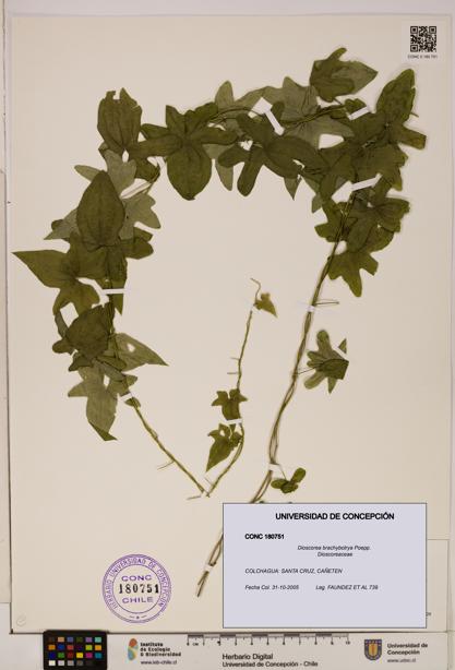 Dioscorea brachybotrya [Espécimen: ]