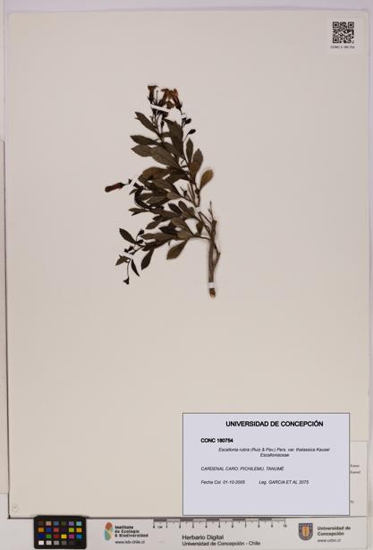 Escallonia rubra [Espécimen: UDEC:CONC:0180754]