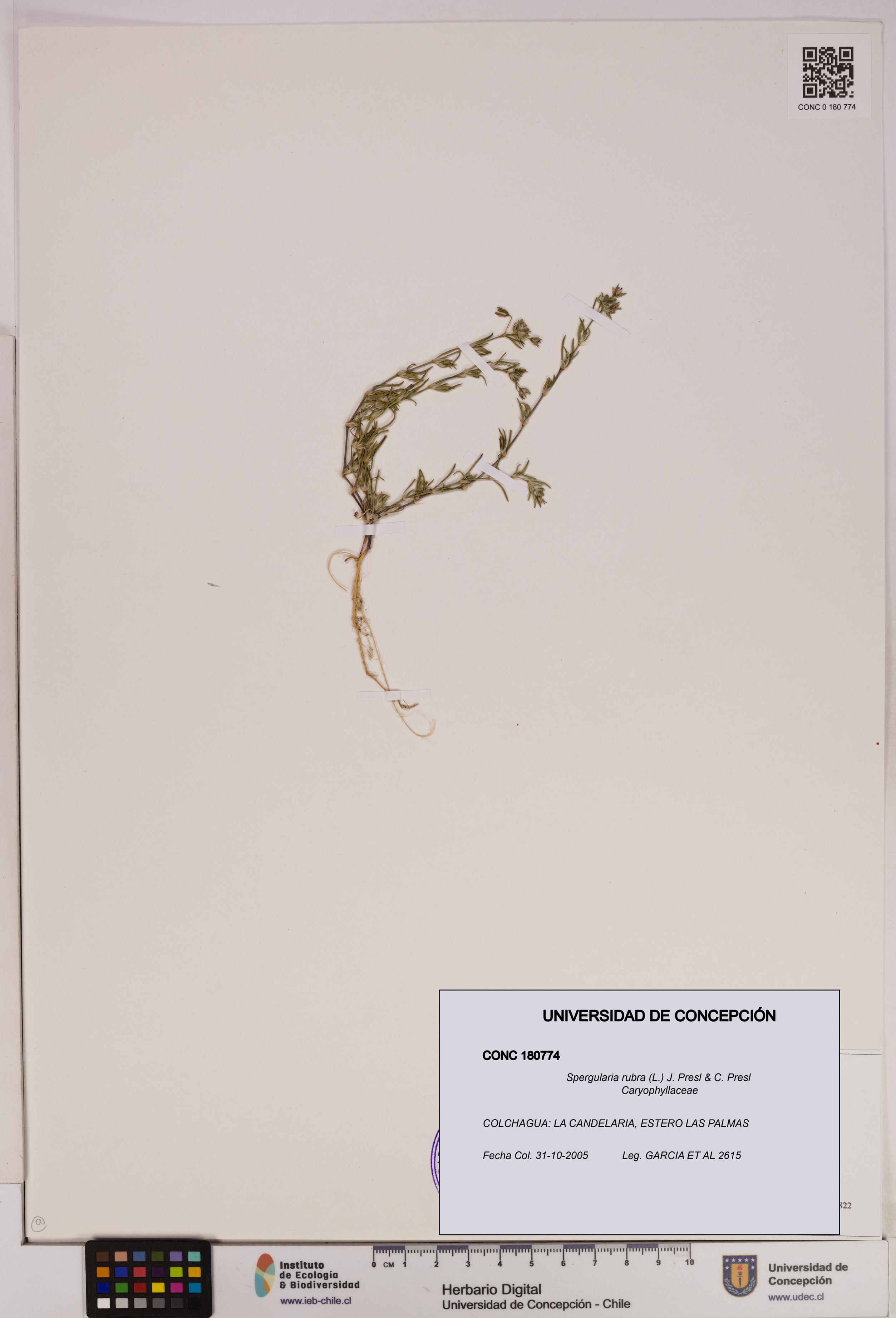 Spergularia rubra [Espécimen: UDEC:CONC:0180774]