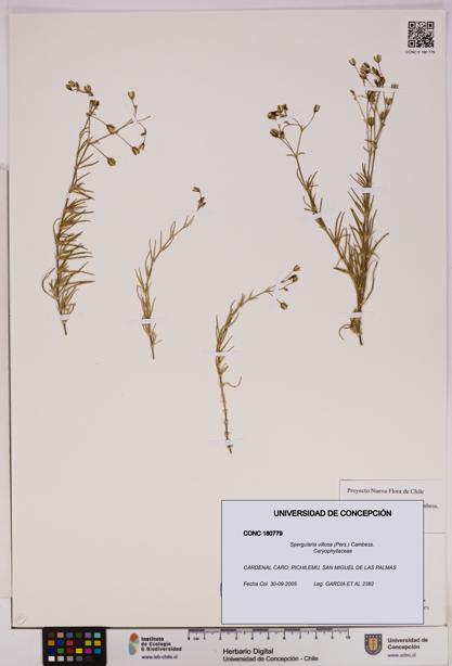 Spergularia villosa [Espécimen: UDEC:CONC:0180779]