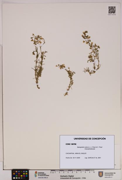 Spergularia rubra [Espécimen: UDEC:CONC:0180780]