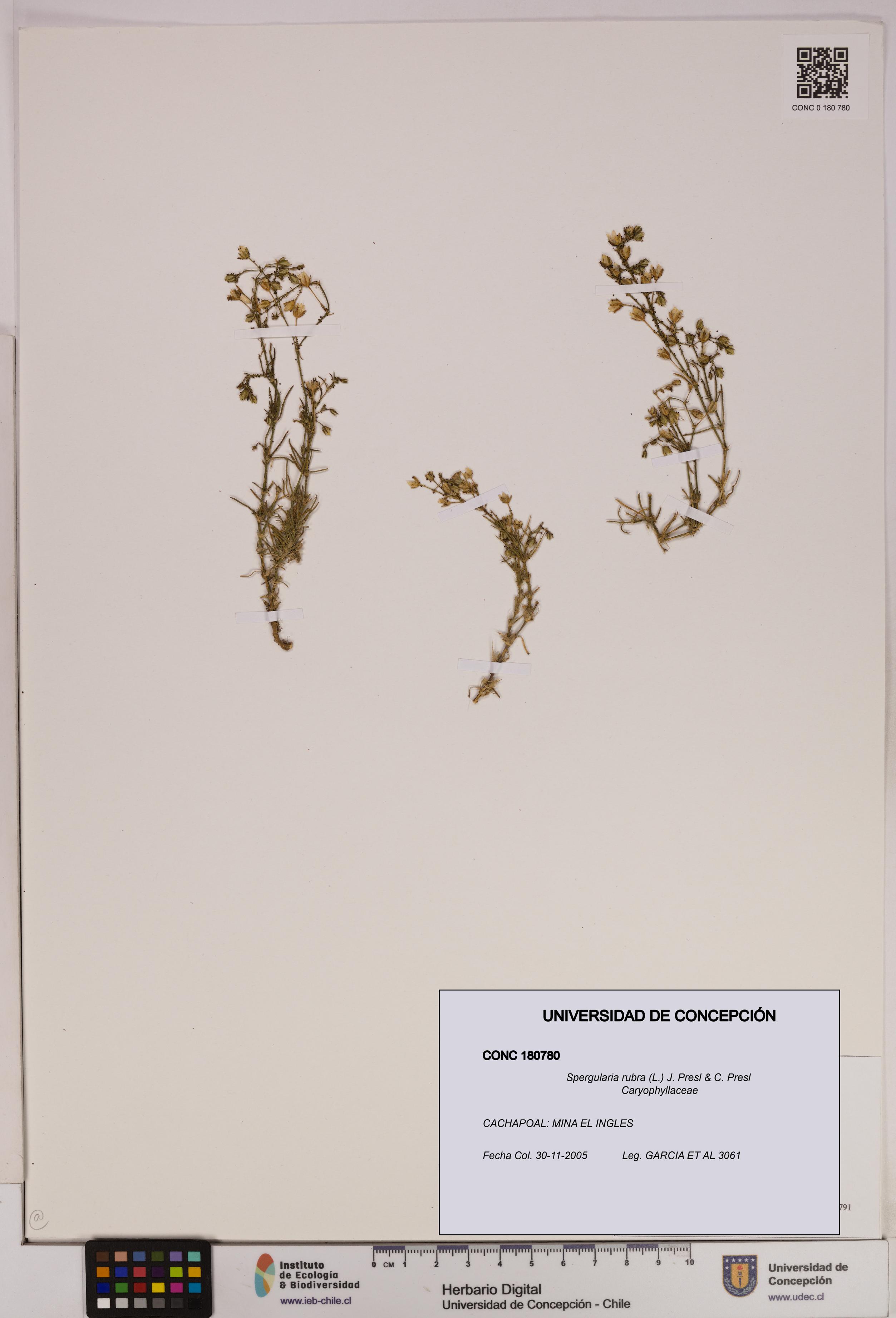Spergularia rubra [Espécimen: UDEC:CONC:0180780]
