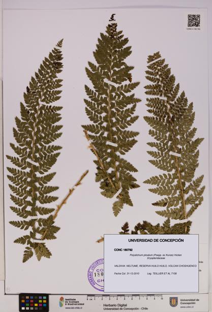 Polystichum plicatum [Espécimen: UDEC:CONC:0180792]