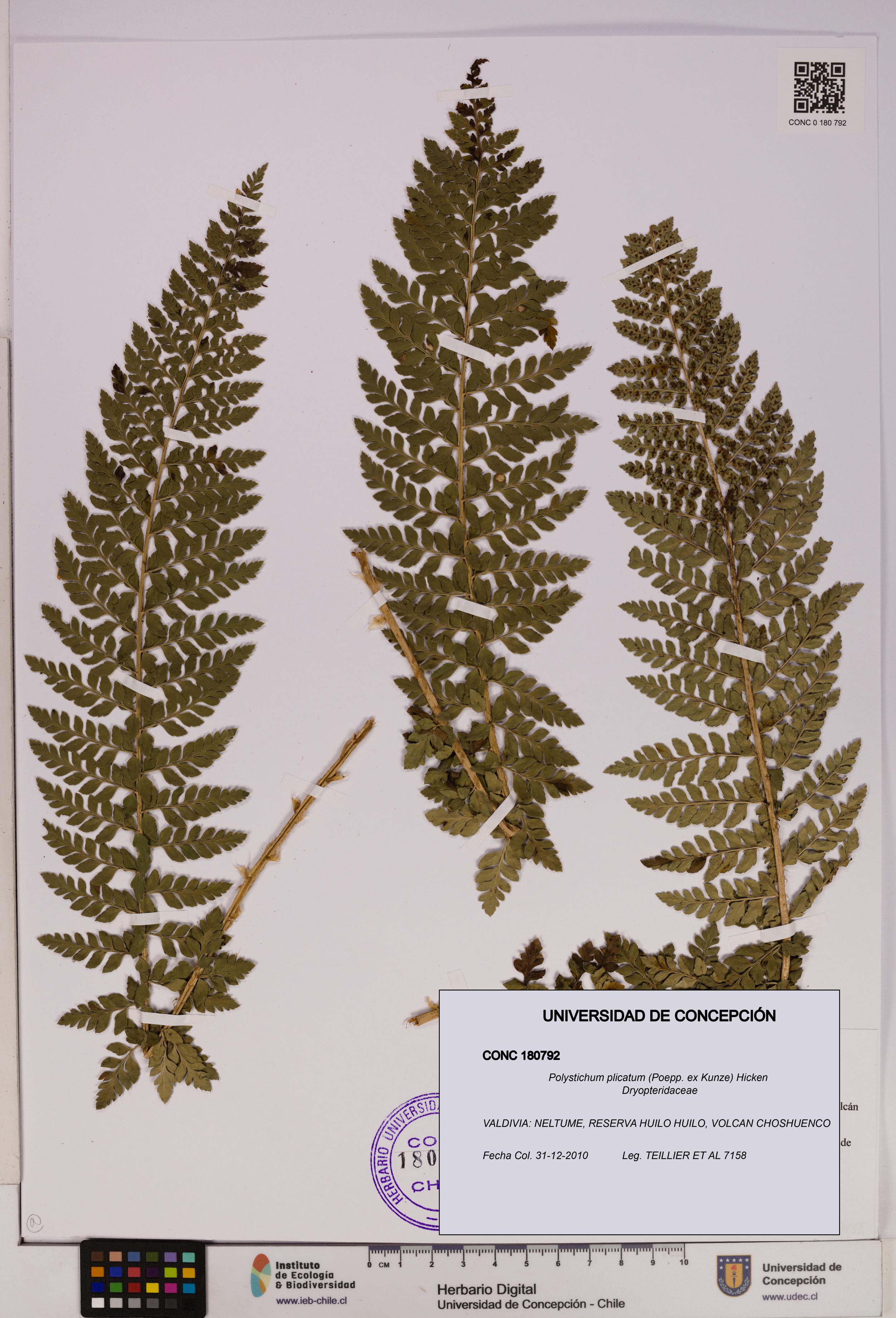 Polystichum plicatum [Espécimen: UDEC:CONC:0180792]