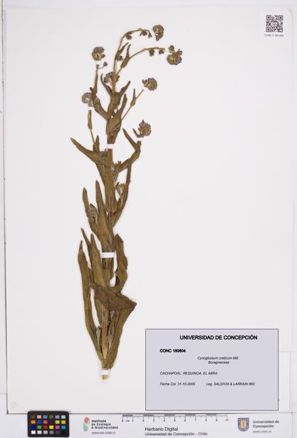 Cynoglossum creticum [Espécimen: ]