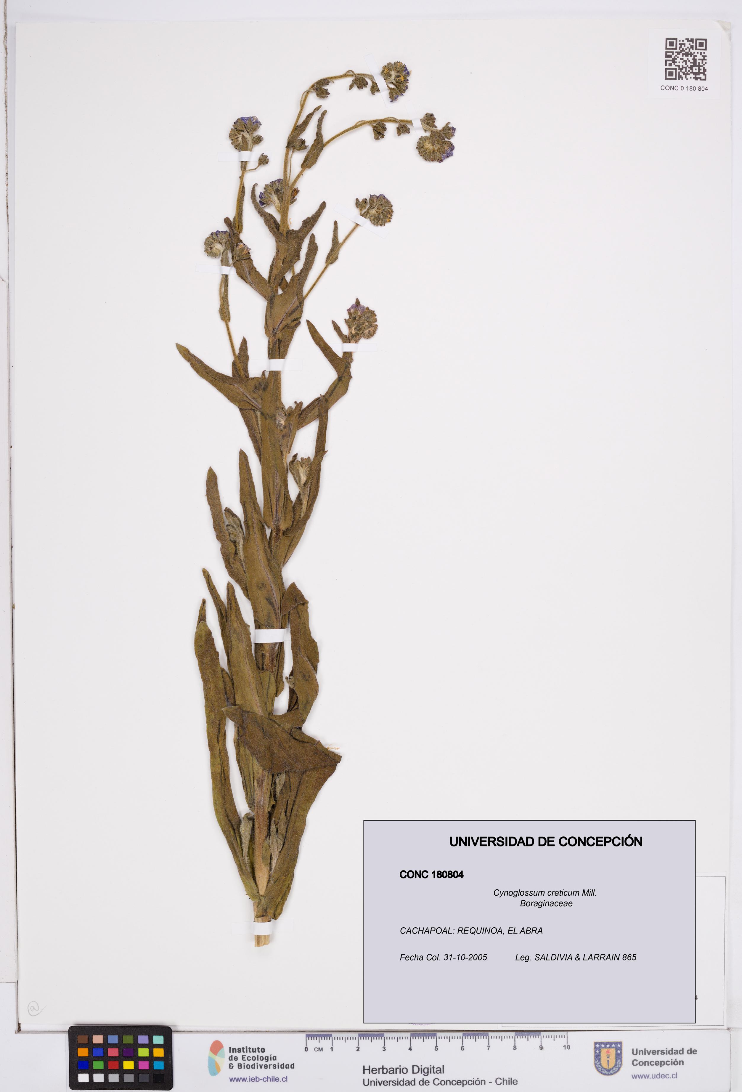 Cynoglossum creticum [Espécimen: ]