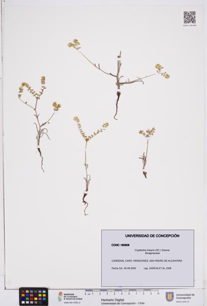 Cryptantha linearis [Espécimen: ]